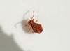 Dicyrtomina ornata